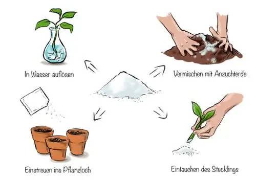 Rooting порошок: аны колдонуунун төрт жолу