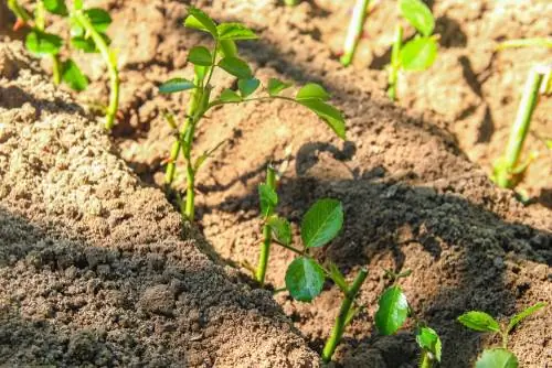 Wortelpoeder: toepassing en voordelen voor planten