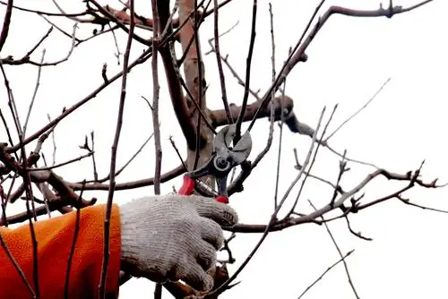 Prune fruit trees correctly