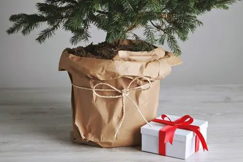 Christmas tree in a pot: This keeps it fresh and beautiful for a long time