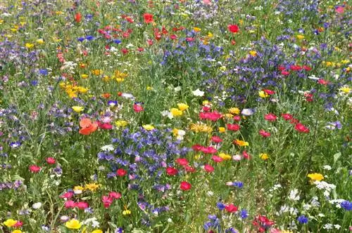 Perennial bee pasture: instructions & plant selection