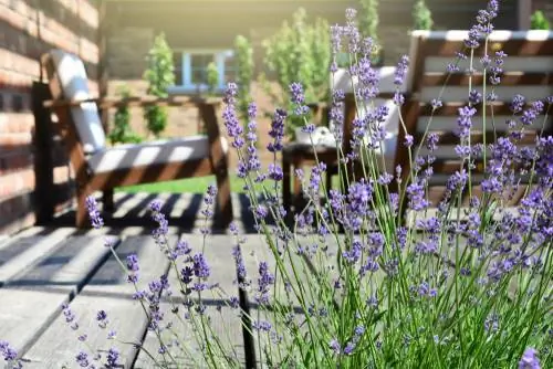 Lavender against flies: Natural protection for the garden and home