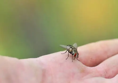 flies-repel-outdoors