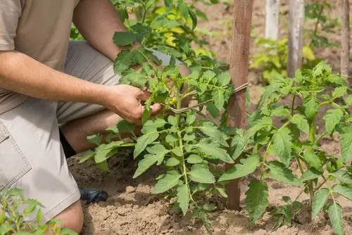 Mot fluer i hagen: Disse plantene holder dem unna