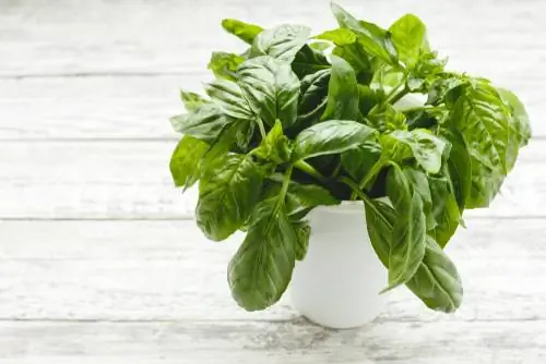 Mosquitoes in the garden? These herbs drive away the pests