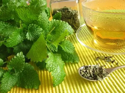 Panen lemon balm