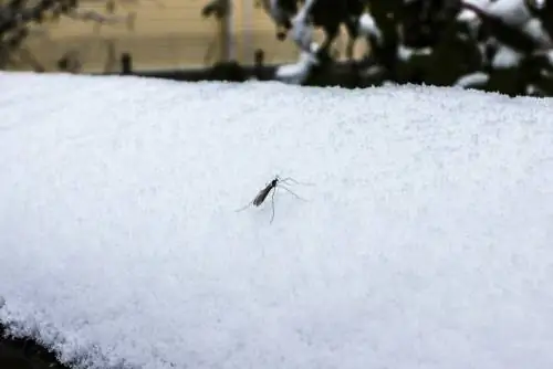 Muskiete in die winter: is hulle regtig aktief en gevaarlik?