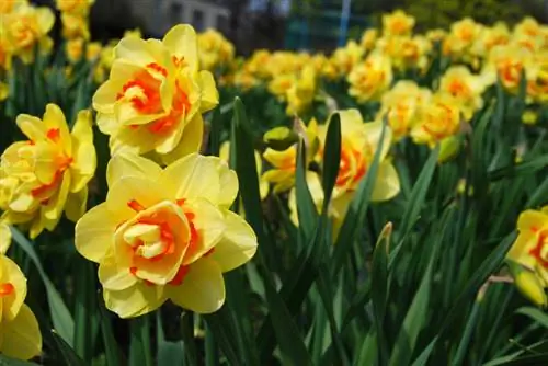 Attention amateurs de jonquilles : Les plus belles espèces de jonquilles