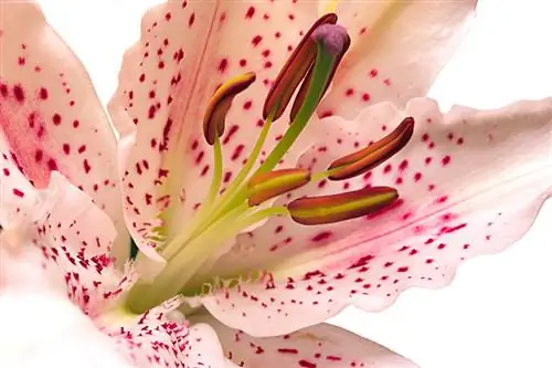 Exotic attraction: Discover the variety of lily flowers