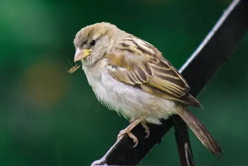 Salot ng lamok sa hardin? Ito ay kung paano mo mapupuksa ang mga insekto