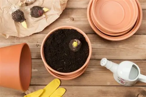 Zorg voor lelies in potten: tips voor balkons en appartementen