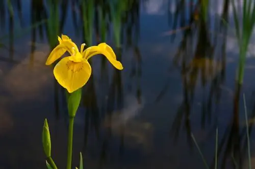 Successfully propagate water lilies: Do you know how it works?