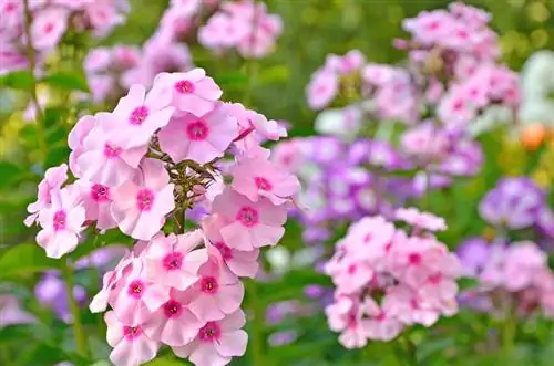 Phlox in giardino: condizioni ideali per la posizione e la cura