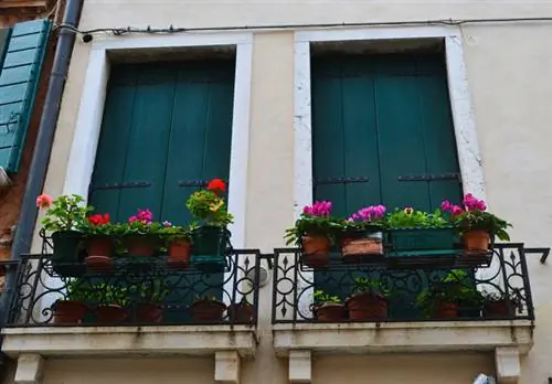 Pioene op die balkon: Dit is hoe dit 'n sukses sal wees