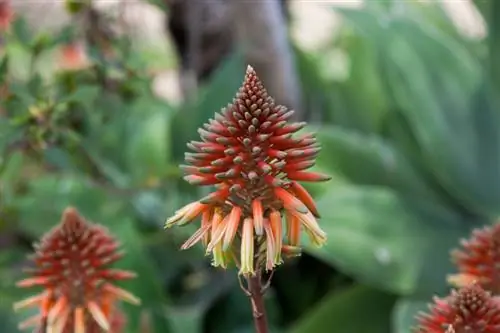 Aloe vera blooms