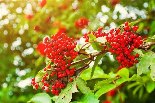 Elderberry สีแดงในสวน: เคล็ดลับการดูแลและการขยายพันธุ์