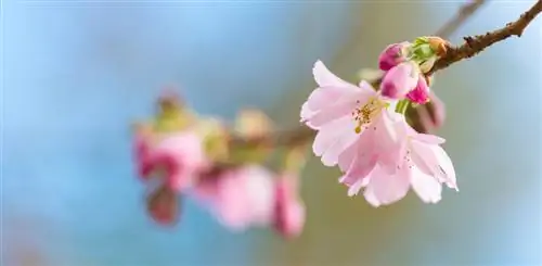 Japansk prydkirsebær: blomster og pleietips