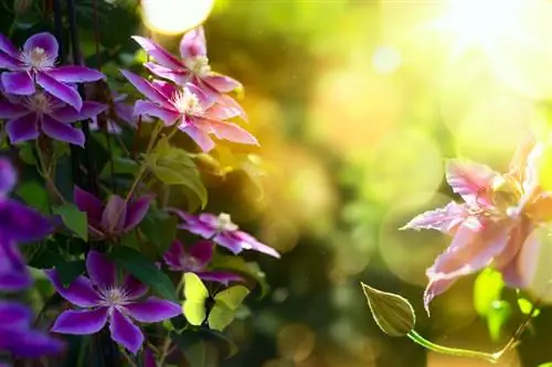 Bloeiende clematis: een locatie kiezen, planten en verzorgen