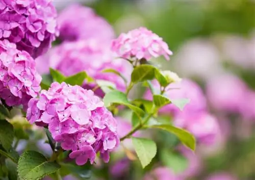 Å ta vare på hortensia ordentlig: tips for frodige blomster