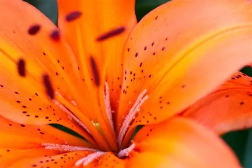 Lys dans le jardin : c'est ainsi que prospèrent les fleurs aristocratiques