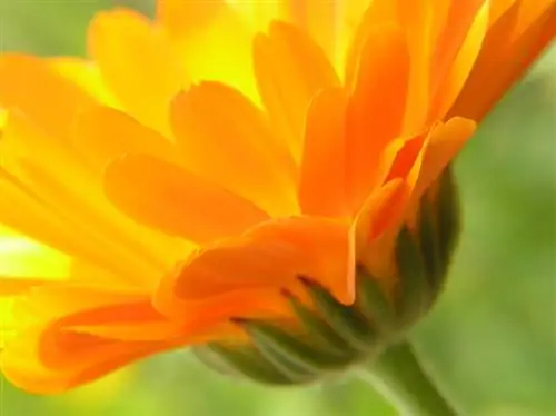 Fleur de gerbera