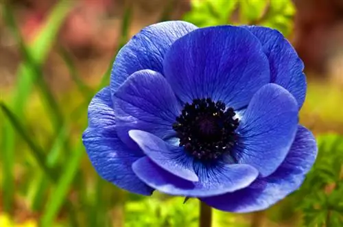 Anemoni in fiore nel giardino: selezione, posizione e cura