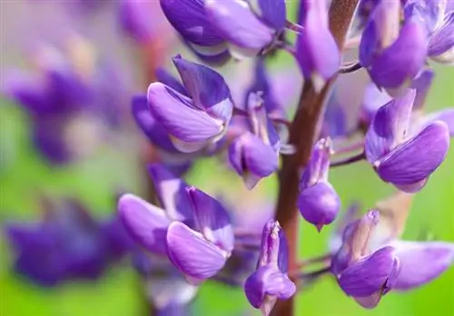 Altramuces en el jardín: crecimiento, cuidado y propagación