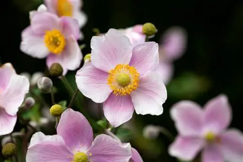 Anemone de toamnă: atragerea ochilor colorate în grădina de toamnă