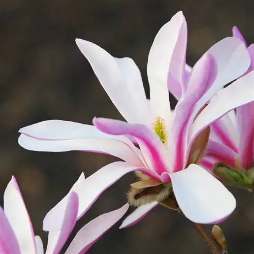 Magnoliya stellata