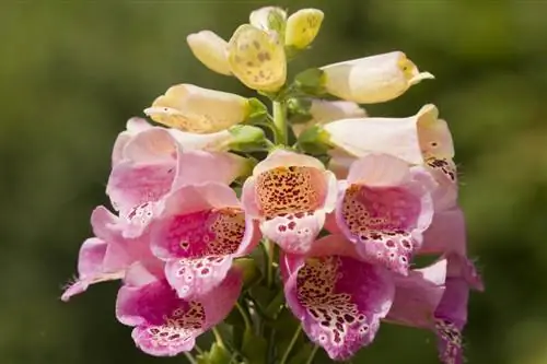 digitalis