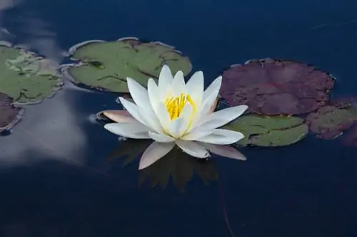 White water lily