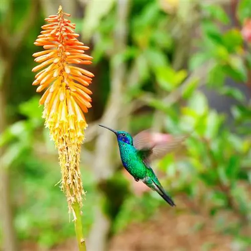 Kniphofia