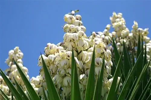 yucca