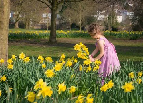 Narcisos radiantes en el jardín: cómo cultivarlos con éxito