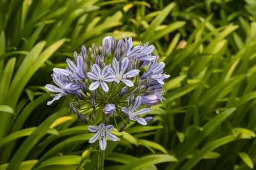 Agapanthus