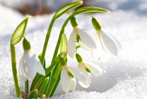 Campanillas de invierno: todo sobre plantación, cuidado y propagación