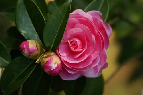 Camellia in de tuin: zo gedijt en bloeit hij lang