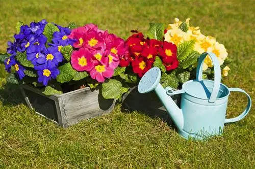 Primule: bellissimi fiori nel giardino e sul davanzale della finestra