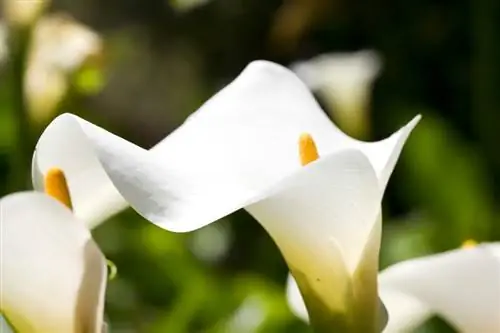 Calla lelie: Eksotiese skoonheid vir die tuin en vensterbank