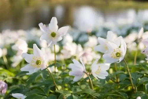 Planting and caring for wood anemones: instructions and tips