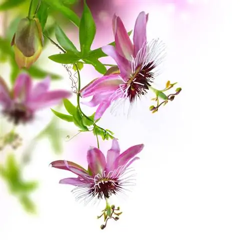 Passionflower: Tips for successful care and cultivation