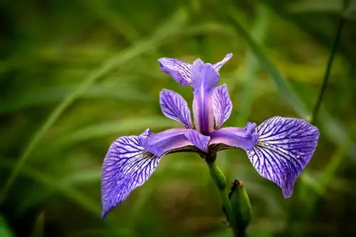 iris