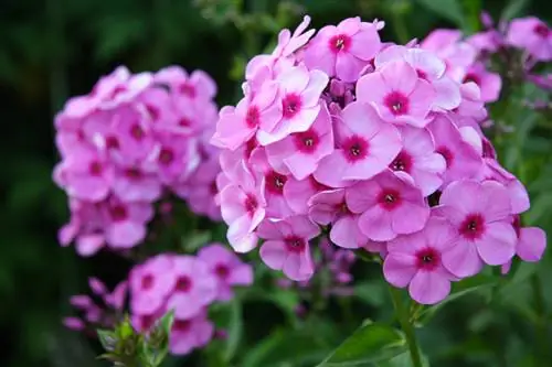 Missed the Phlox flower? This will encourage lush re-blooming