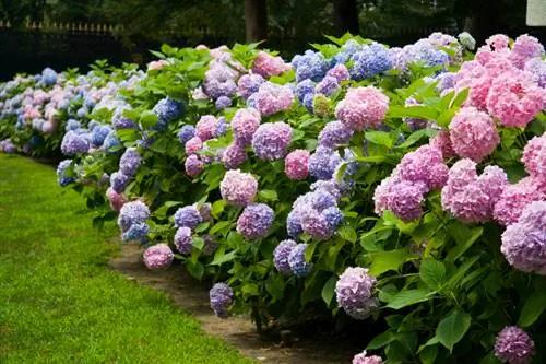 Hortensia de granja: hermosas variedades y consejos de fácil cuidado