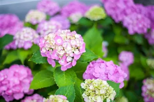 Hortensia lõputu suvi