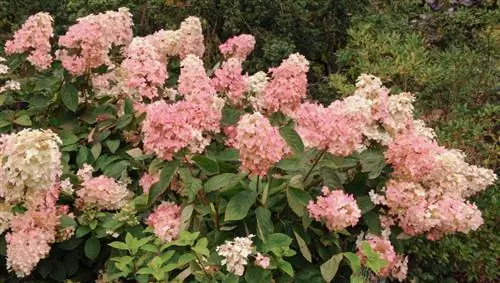 Hydrangea panikulata Vanila Fraise