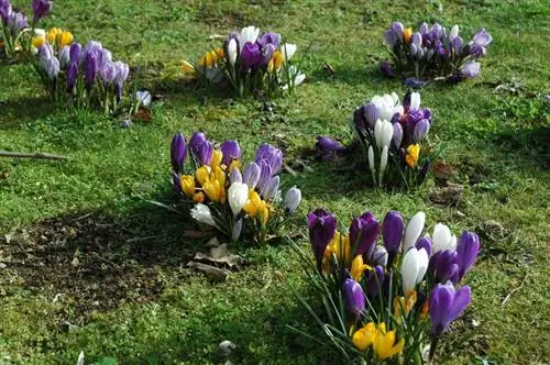 Krokus in de tuin: bloeitijd, variëteiten en buren van planten