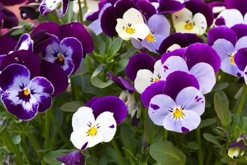 Piantare viole cornute: belle varietà e consigli per la cura