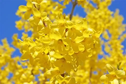 Planting and caring for forsythia successfully: Our tips