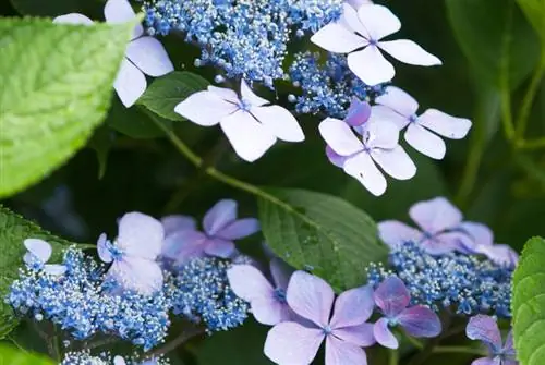 Fluweelhortensia: sorg, ligging en voortplanting maklik gemaak